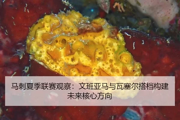 马刺夏季联赛观察：文班亚马与瓦塞尔搭档构建未来核心方向
